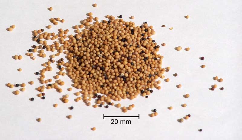 mustard-seed-photo